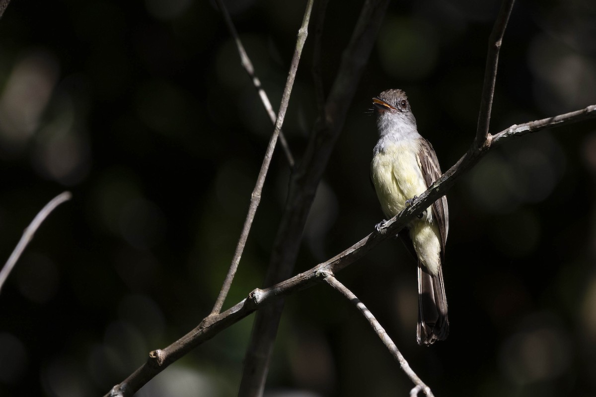 Short-crested Flycatcher - ML633420095