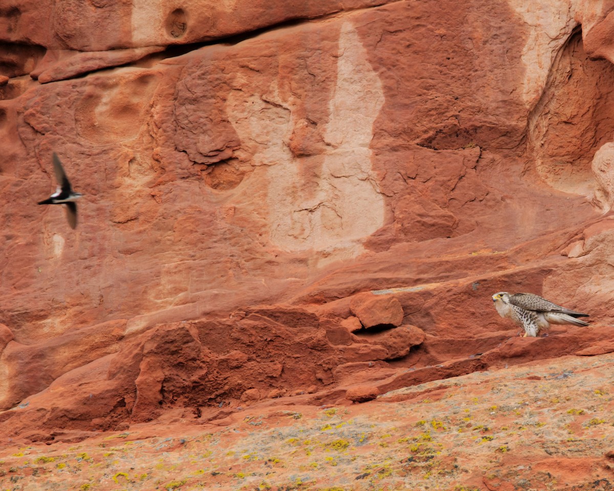 Prairie Falcon - ML633420118