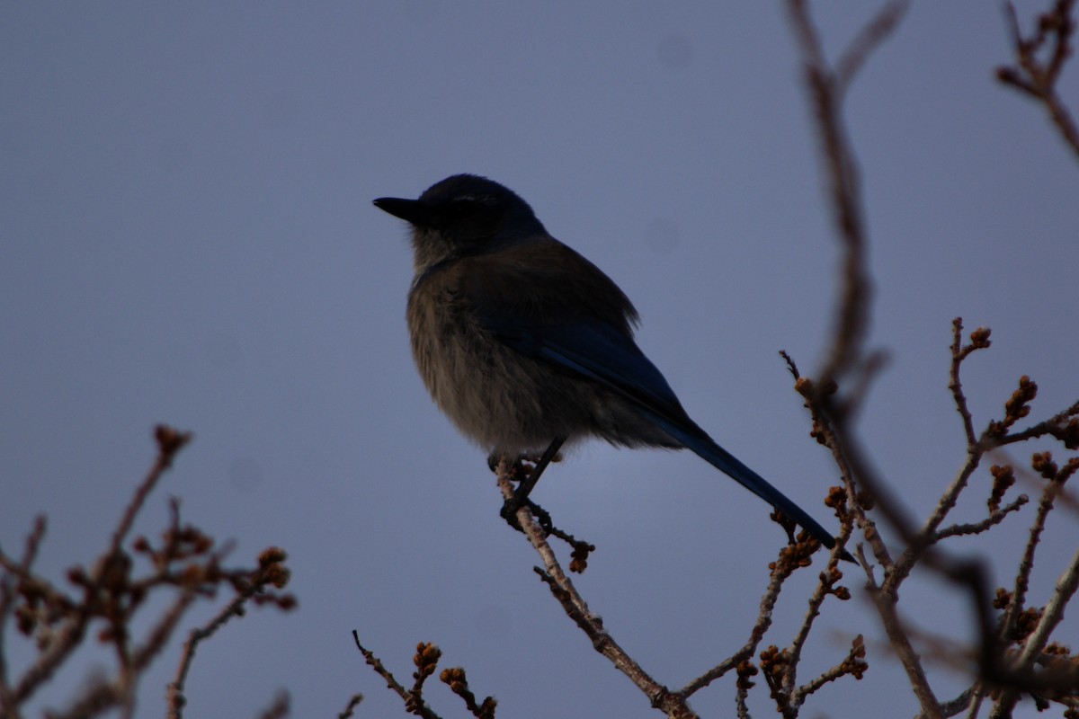 Woodhouse's Scrub-Jay - ML633420120