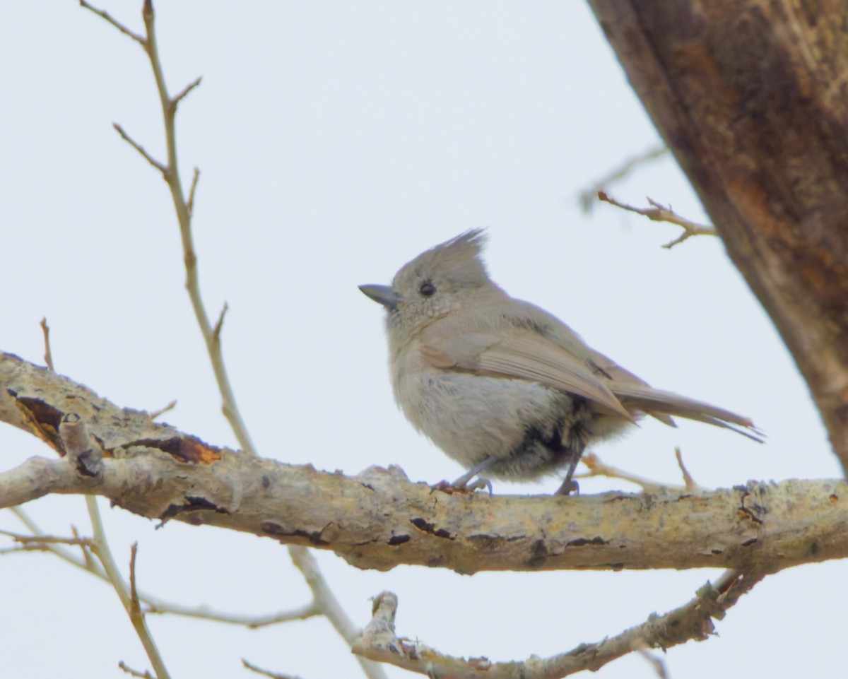 Juniper Titmouse - ML633420131