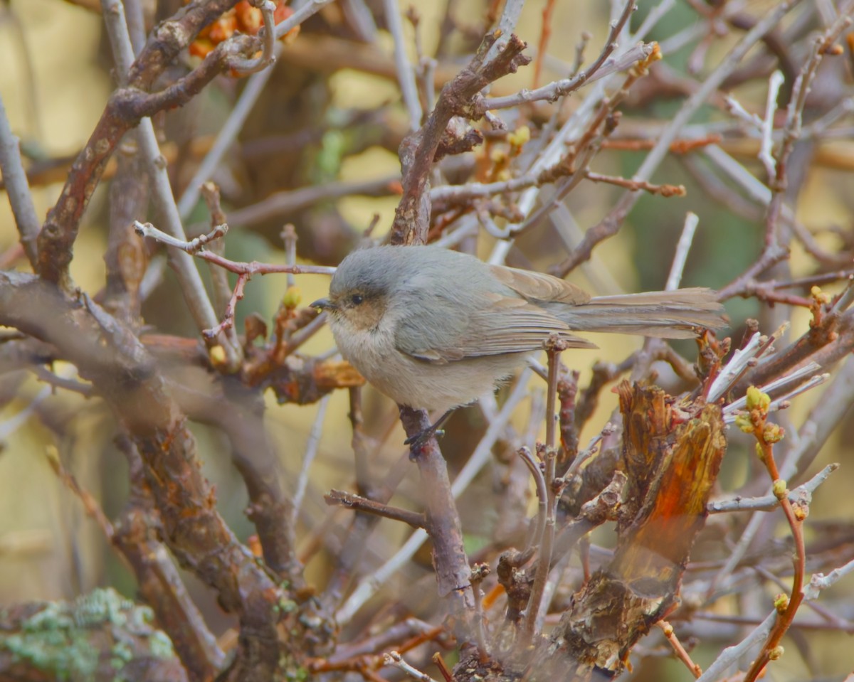 Bushtit - ML633420144