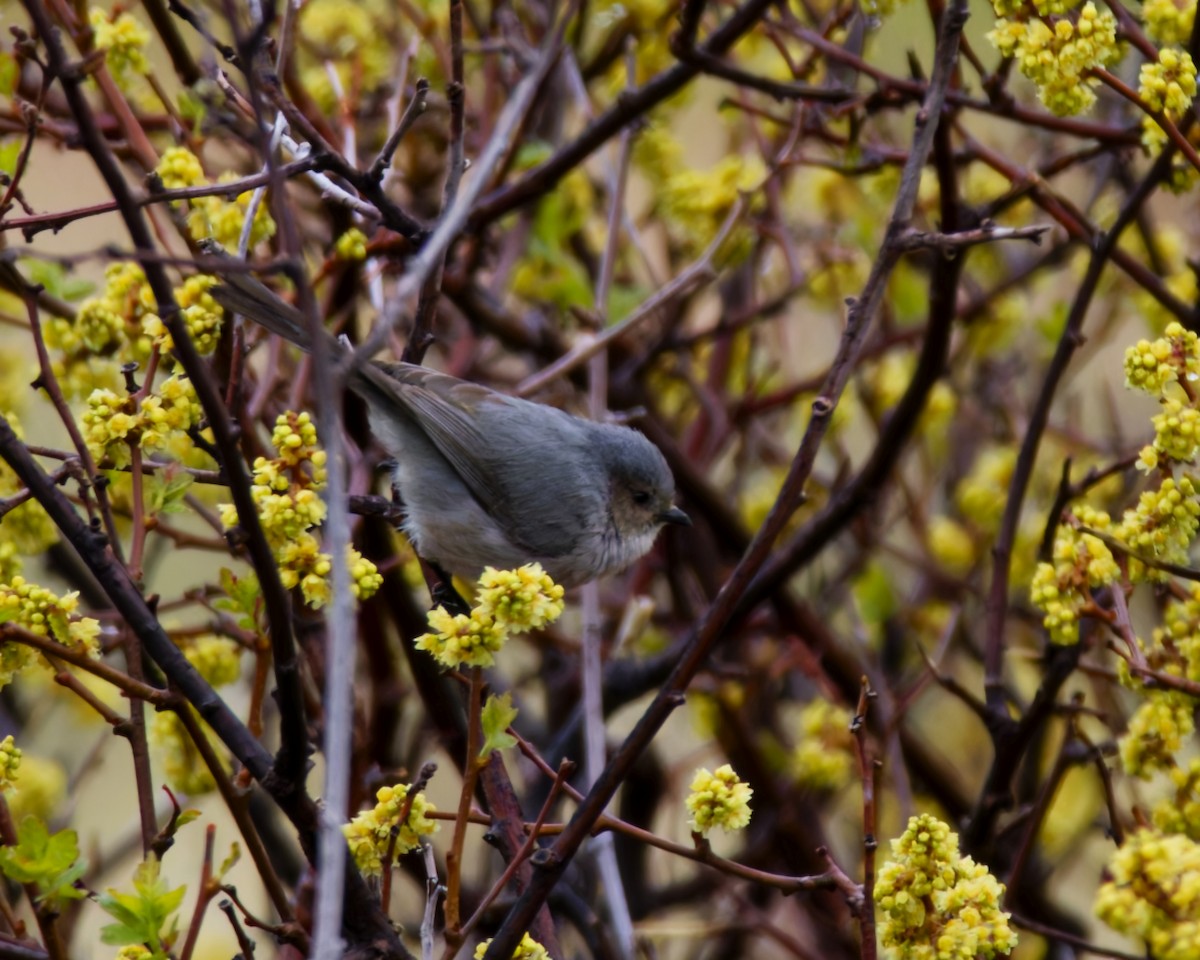 Bushtit - ML633420145
