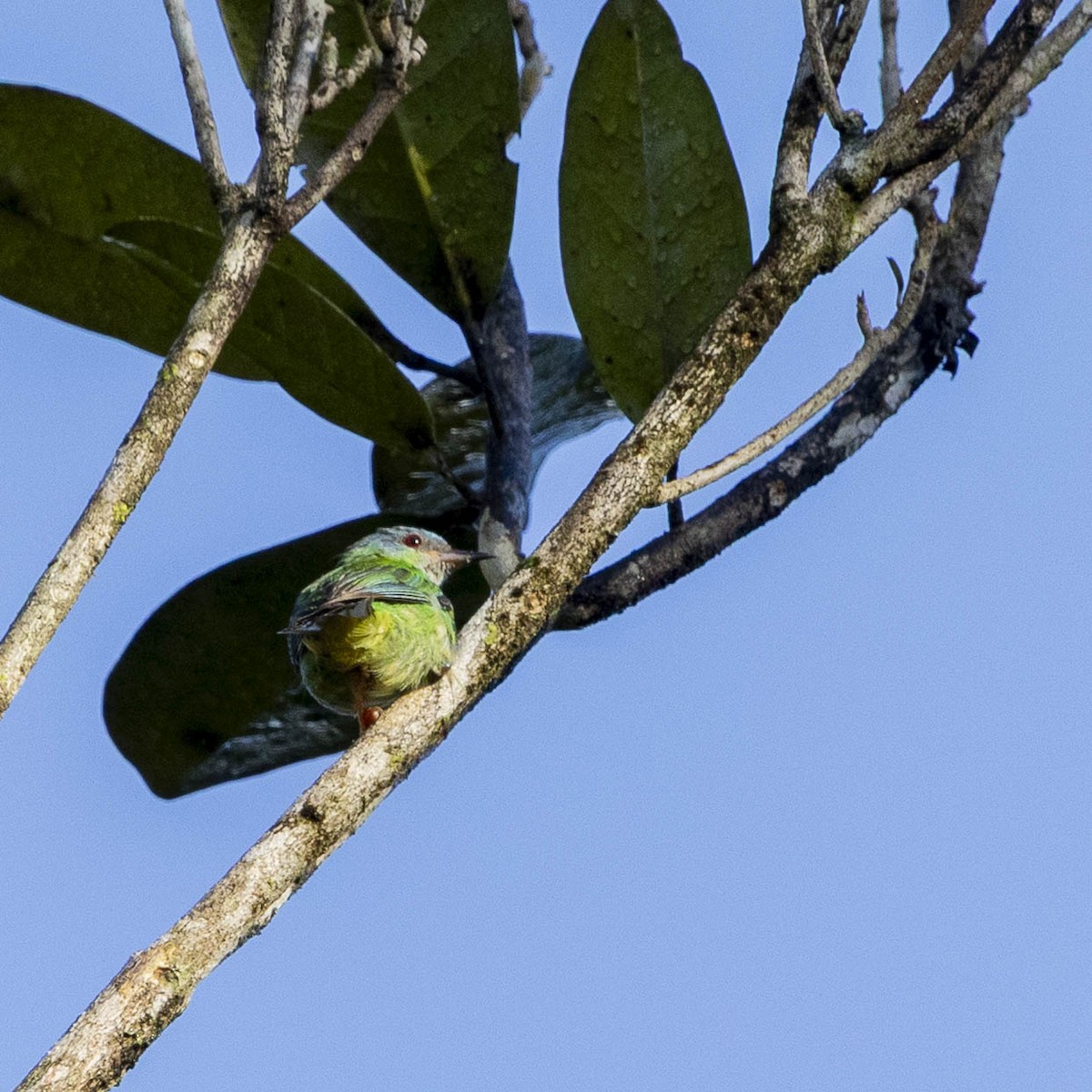 Blue Dacnis - ML633420146