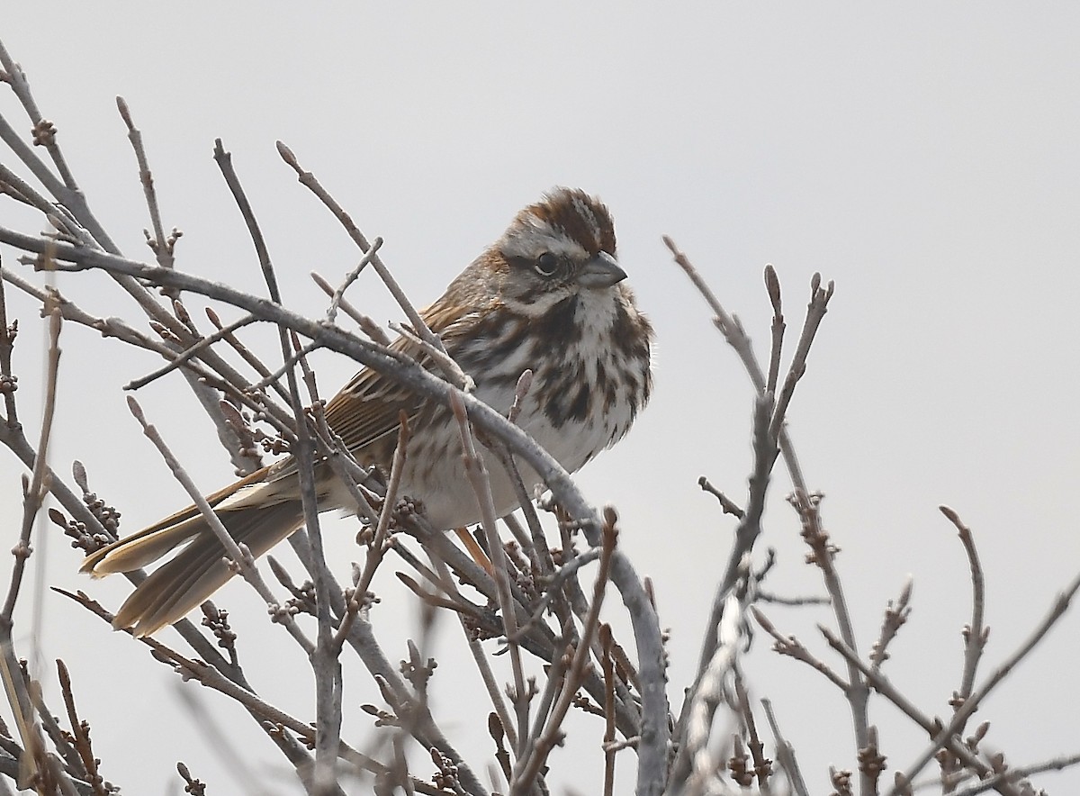 Song Sparrow - ML633420160