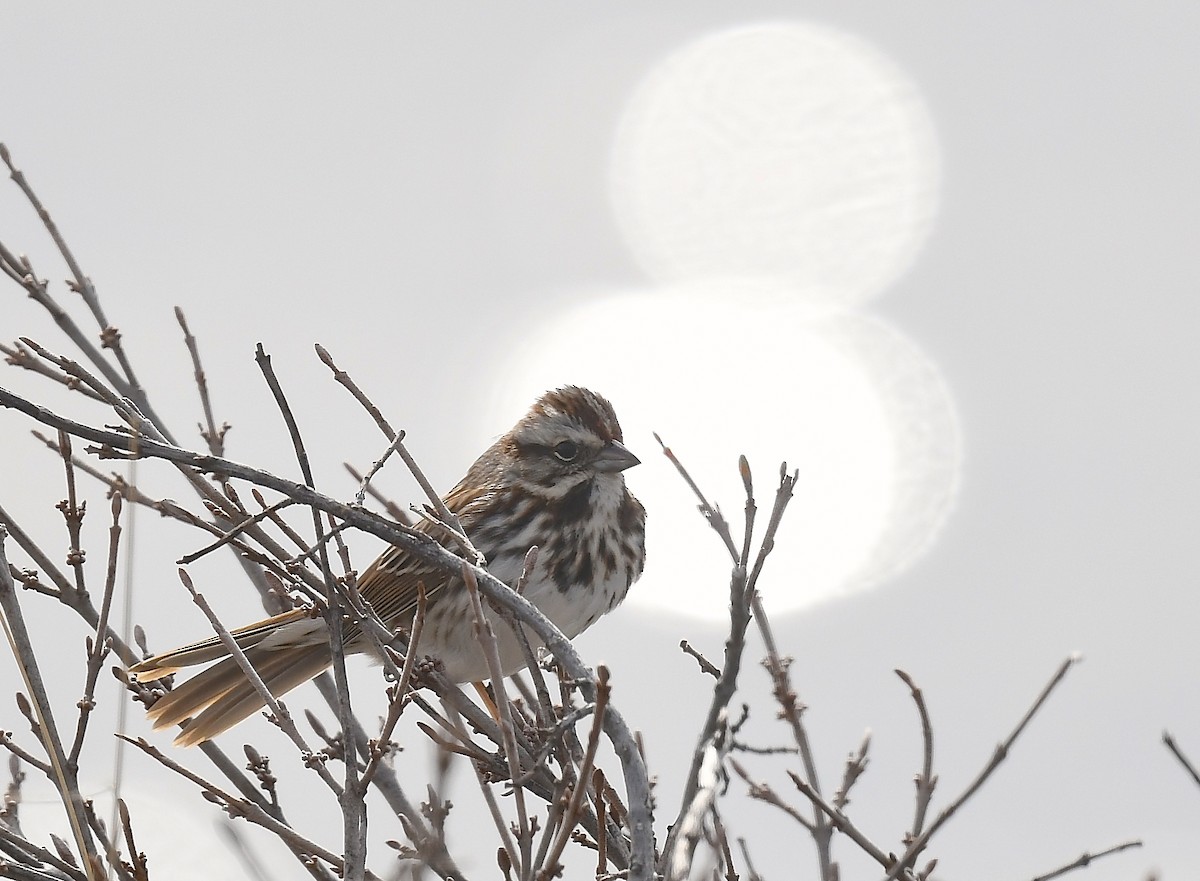 Song Sparrow - ML633420161