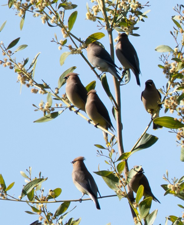 Cedar Waxwing - ML633420260