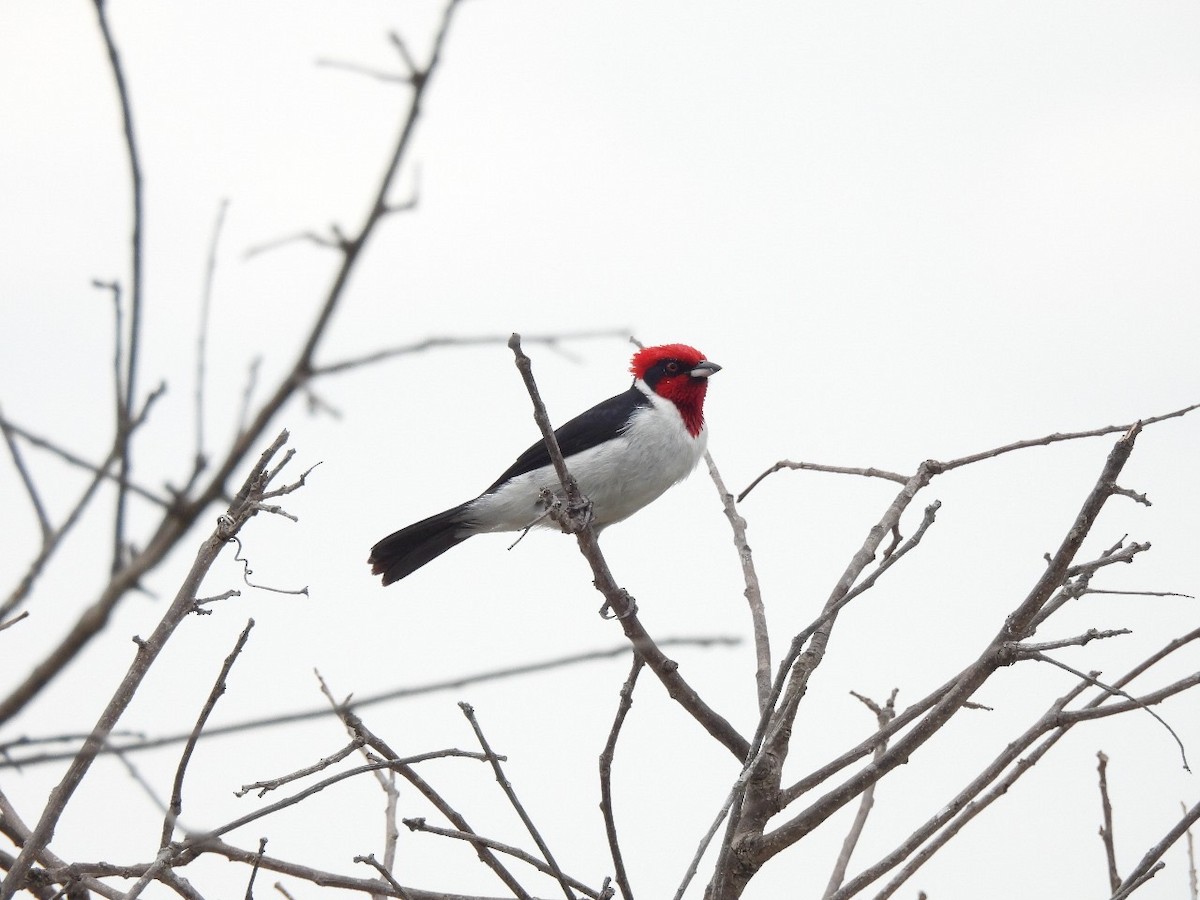 Masked Cardinal - ML633420263