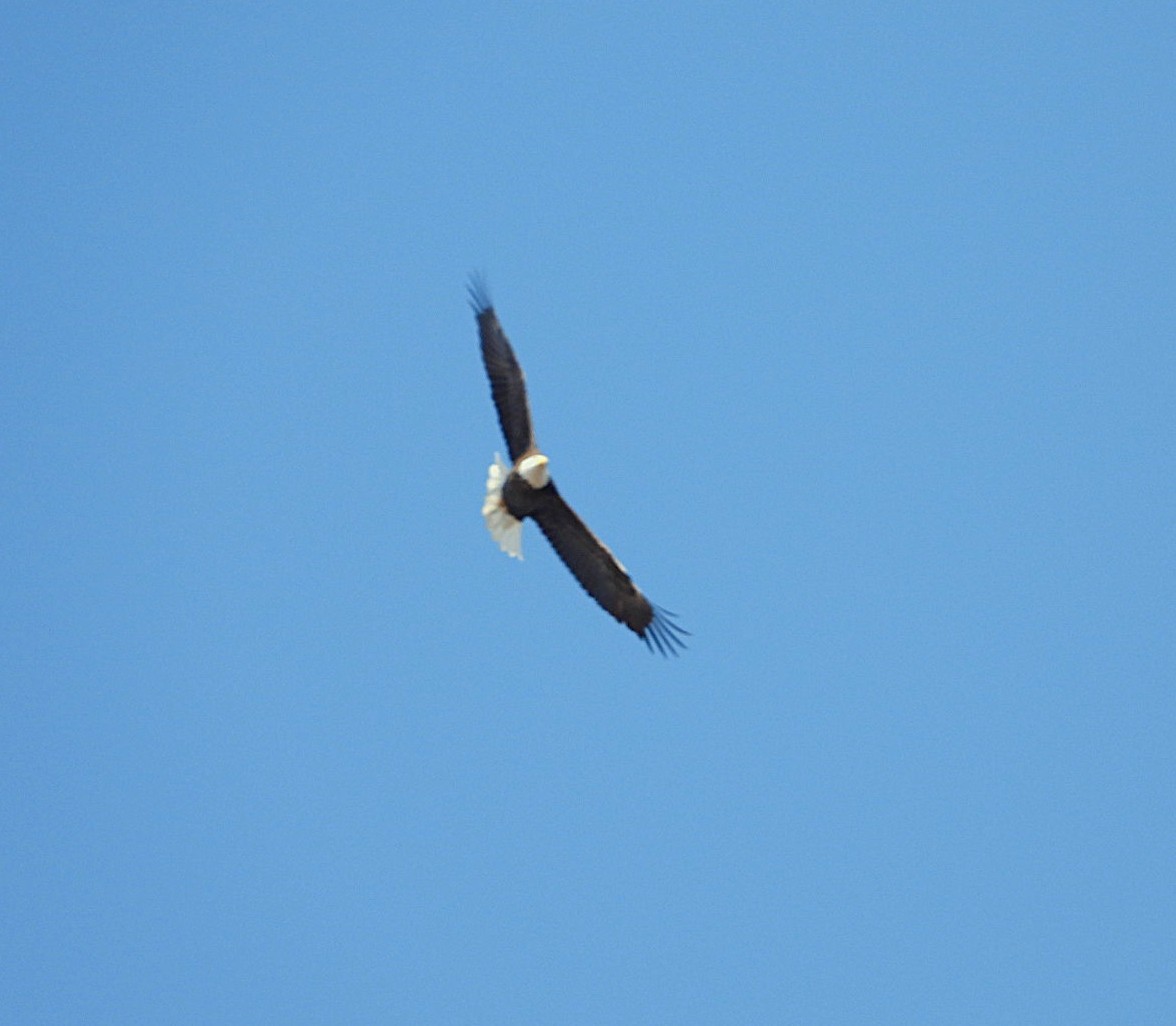 Weißkopf-Seeadler - ML633420370