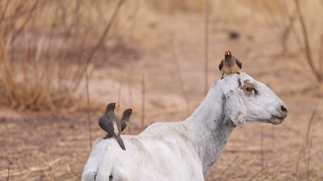 Yellow-billed Oxpecker - ML633420418
