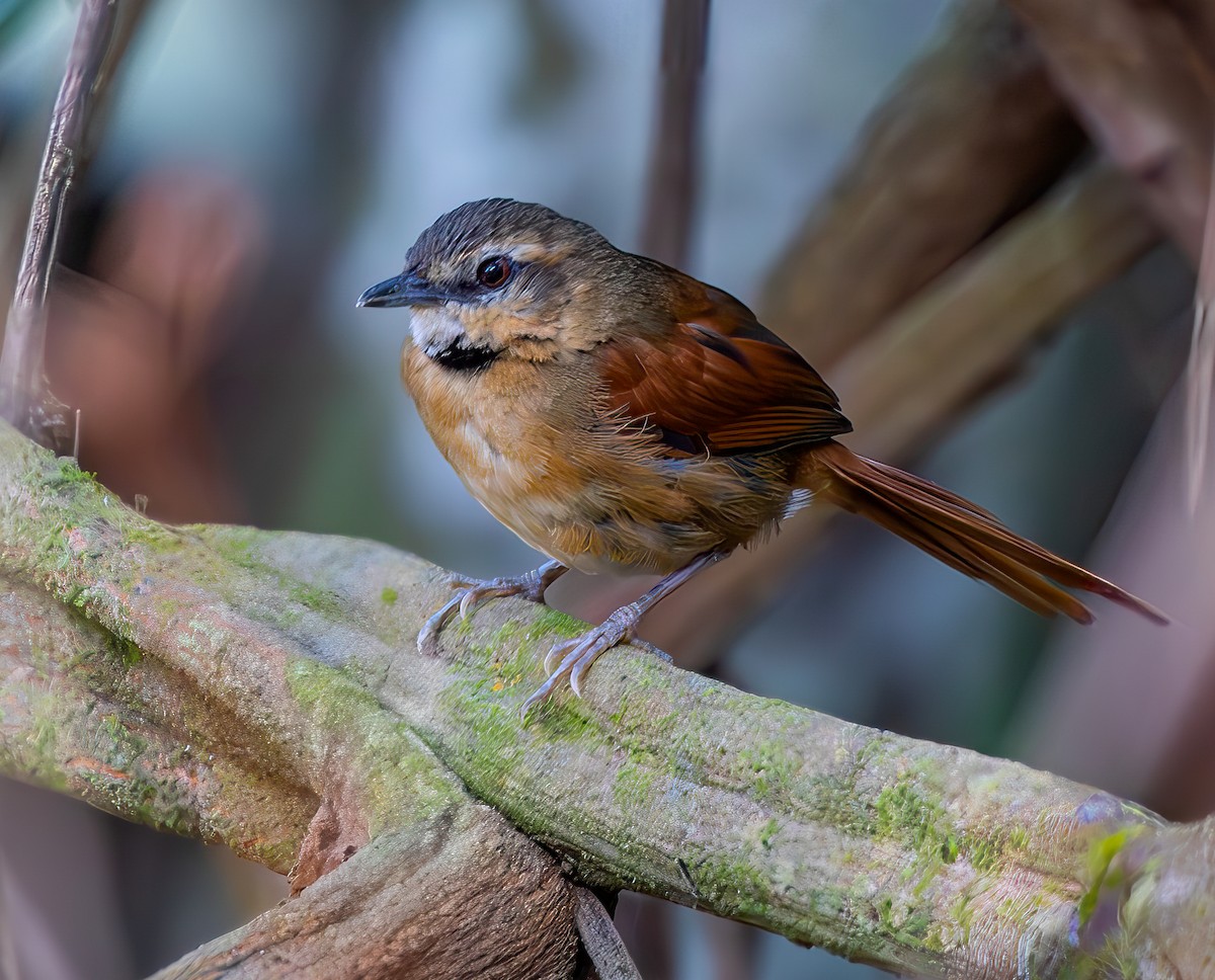 Ochre-cheeked Spinetail - ML633420455