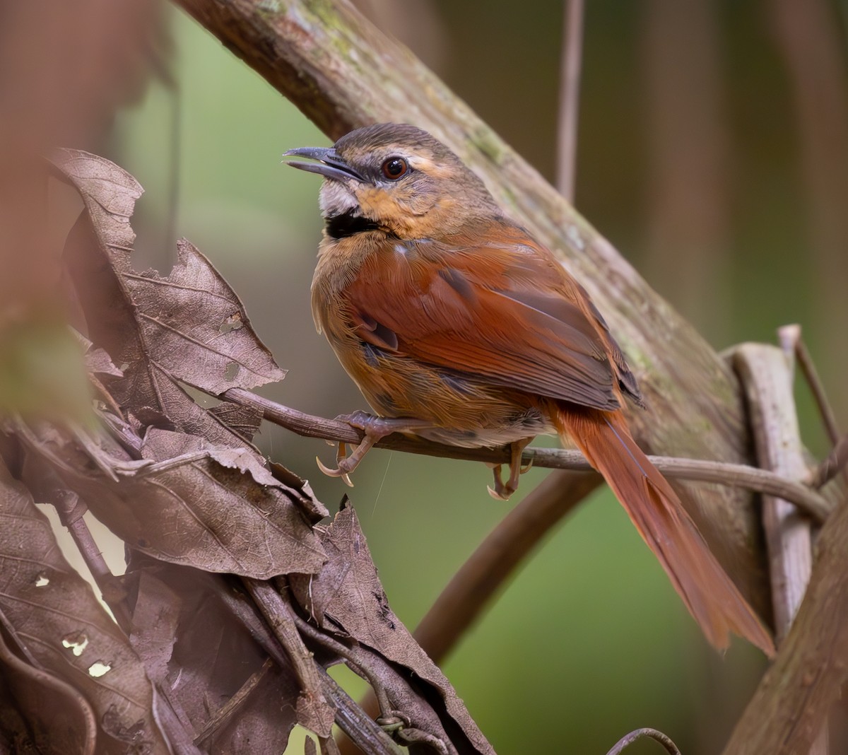Ochre-cheeked Spinetail - ML633420466