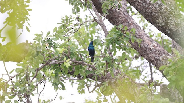 Greater Blue-eared Starling - ML633420509