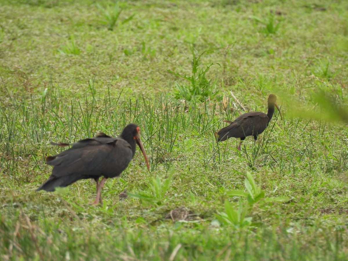 Sharp-tailed Ibis - ML633420552