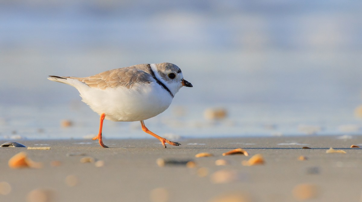 Piping Plover - ML633420559