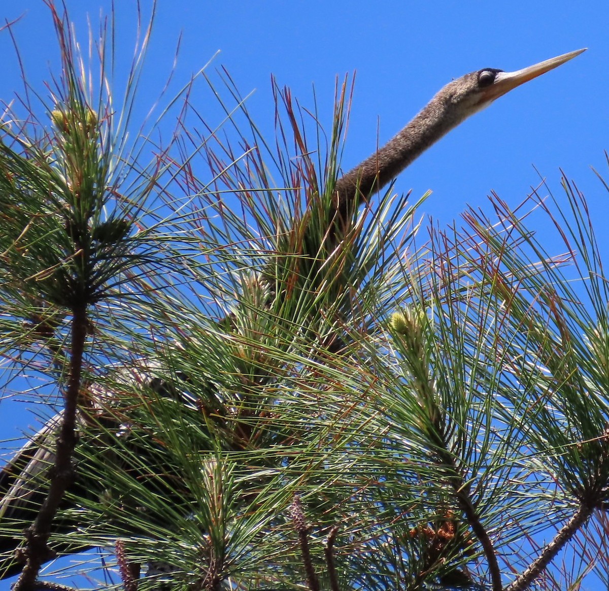 Anhinga amerikarra - ML633420564