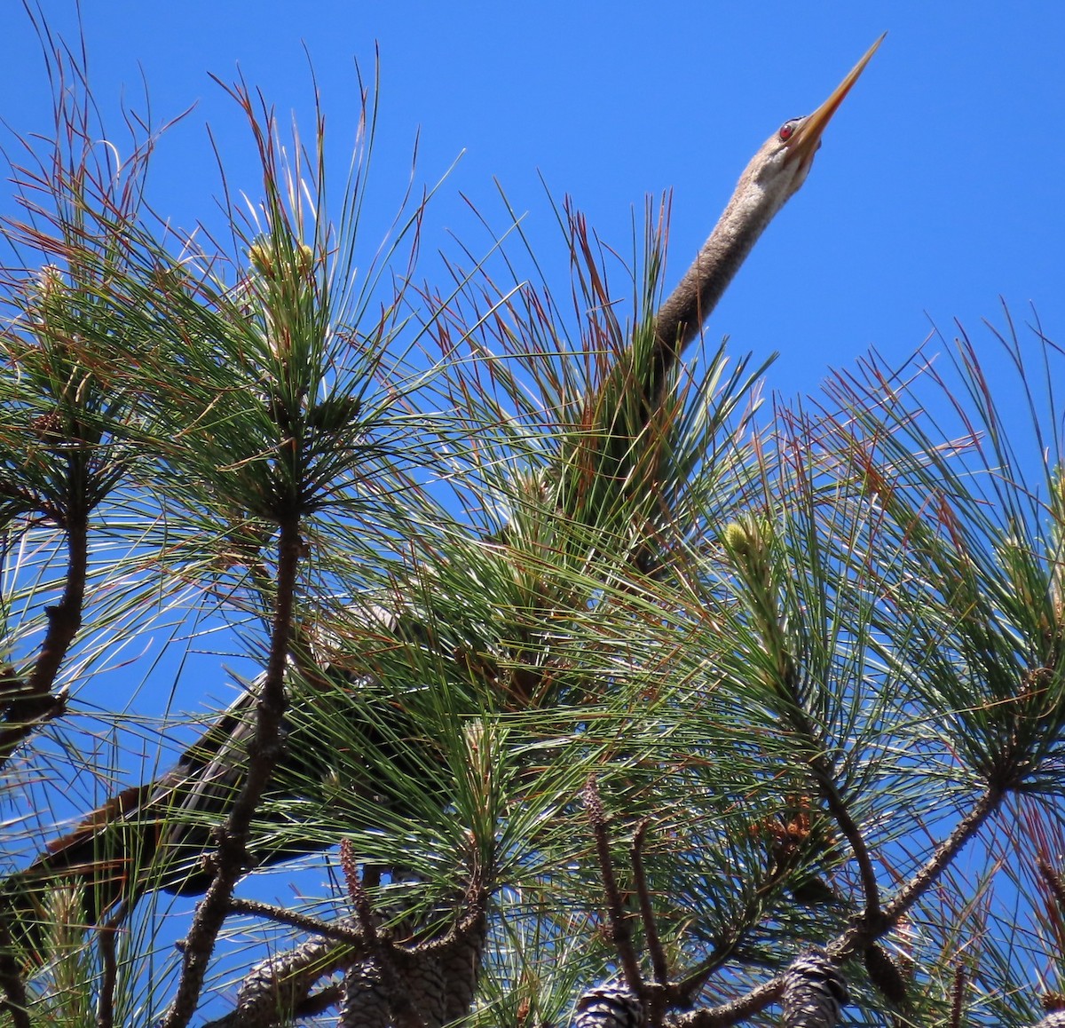 Anhinga amerikarra - ML633420567