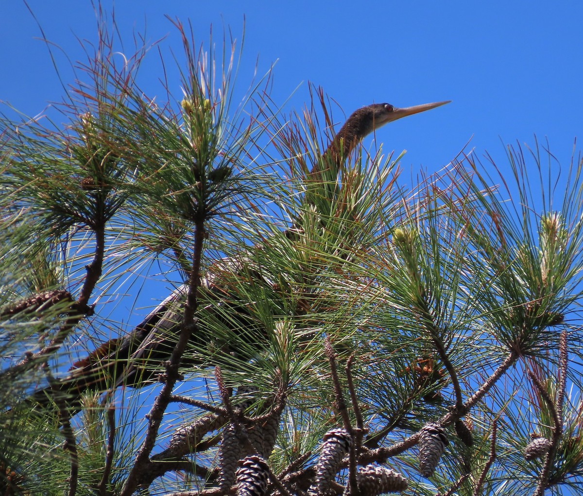 Anhinga amerikarra - ML633420568