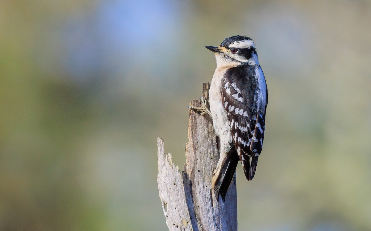 Downy Woodpecker (Eastern) - ML633420588