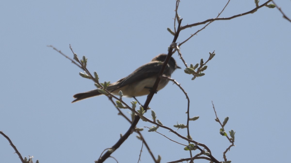 tyranovec domácí - ML633421117