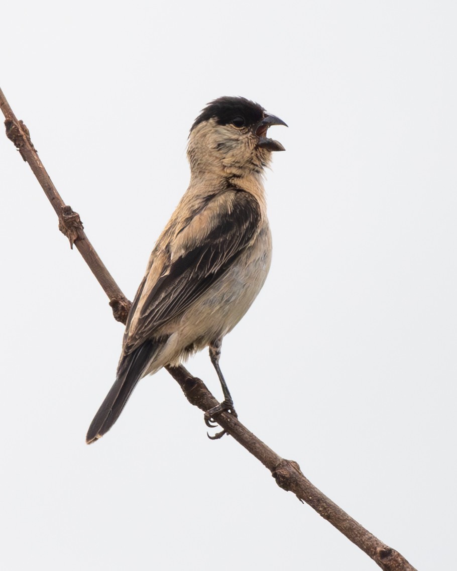 Pearly-bellied Seedeater - ML633421176