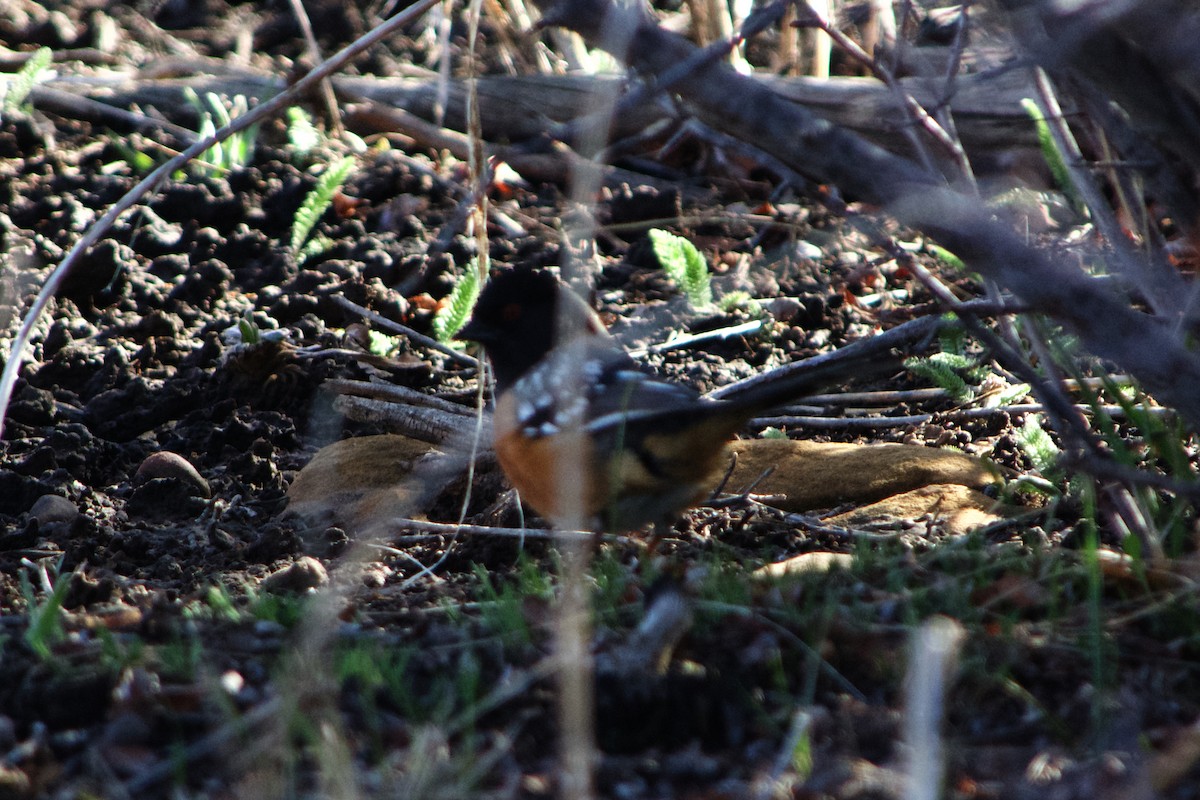 Spotted Towhee - ML633421380