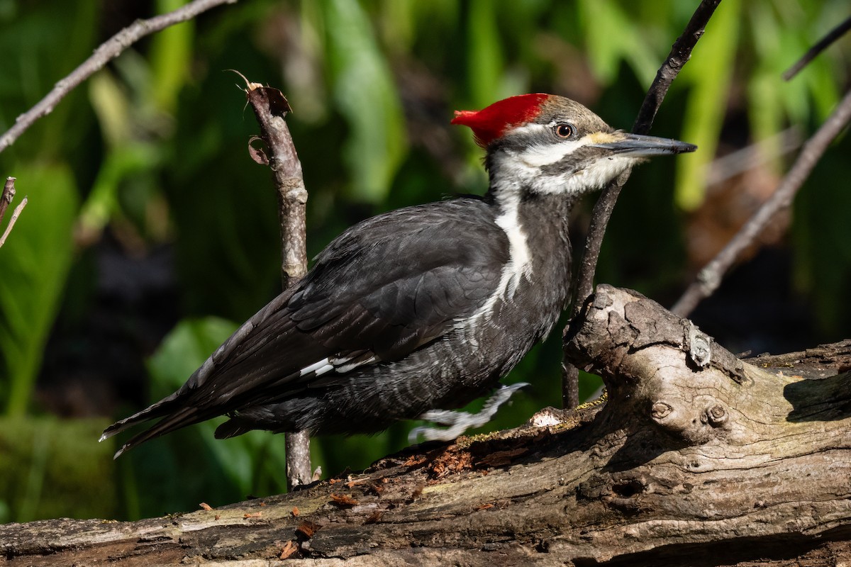 Pileated Woodpecker - ML633421705