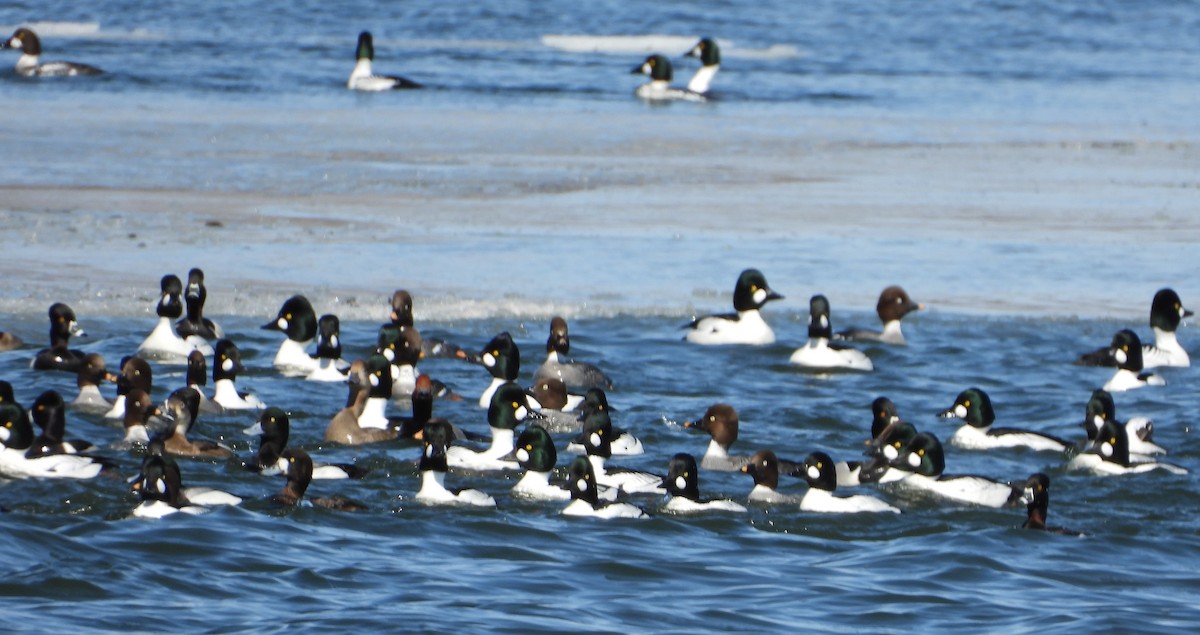 Common Goldeneye - ML633421786