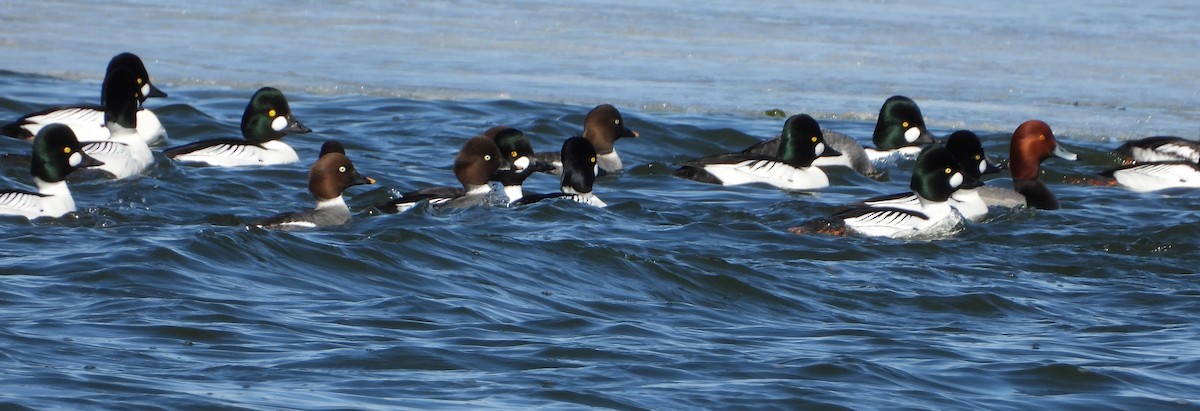 Common Goldeneye - ML633421787