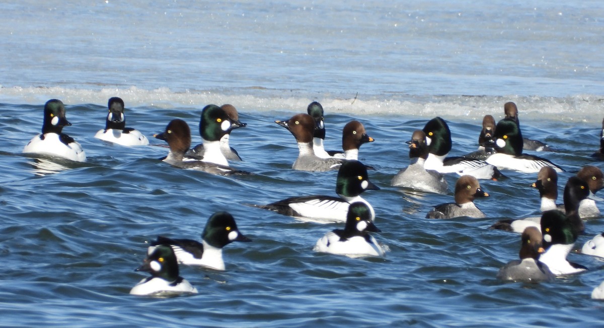 Common Goldeneye - ML633421788
