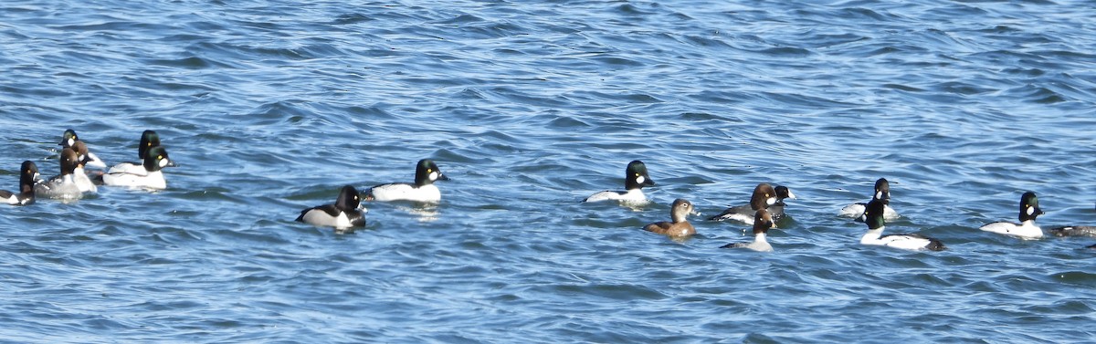 Common Goldeneye - ML633421831