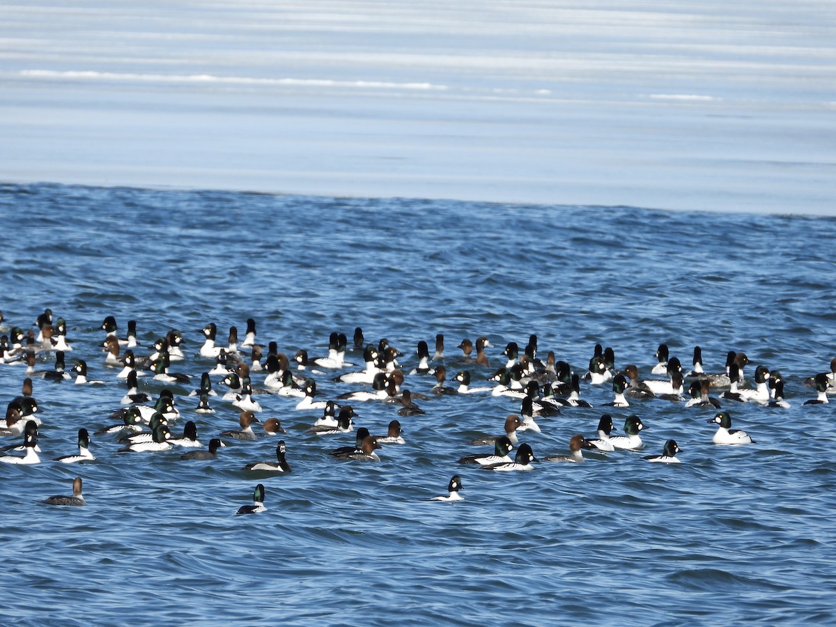 Common Goldeneye - ML633421832