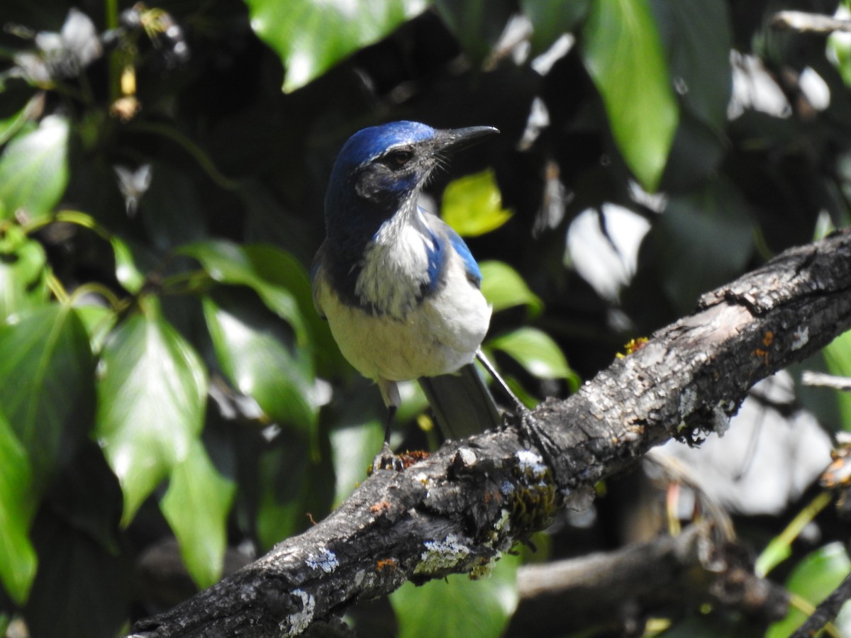 California Scrub-Jay - ML633421858