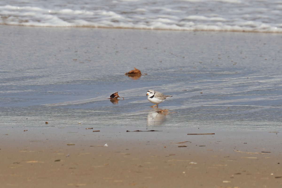Piping Plover - ML633421940
