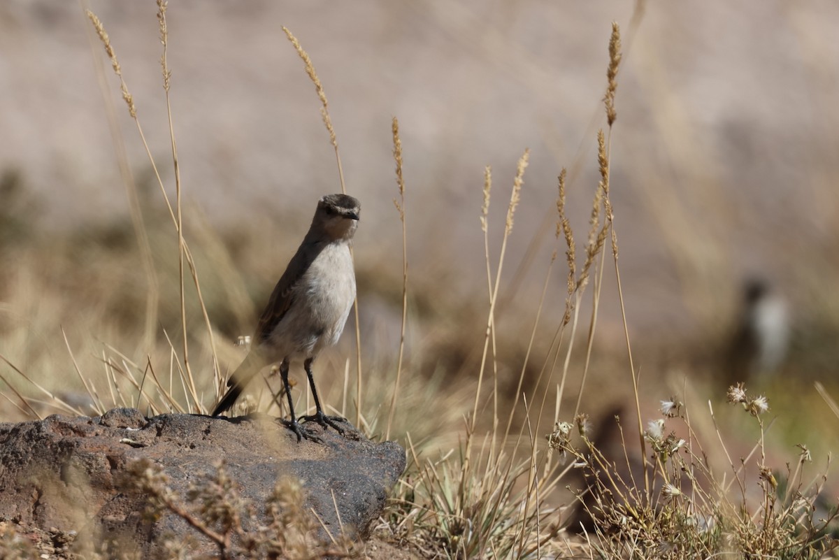 Black-fronted Ground-Tyrant - ML633422149