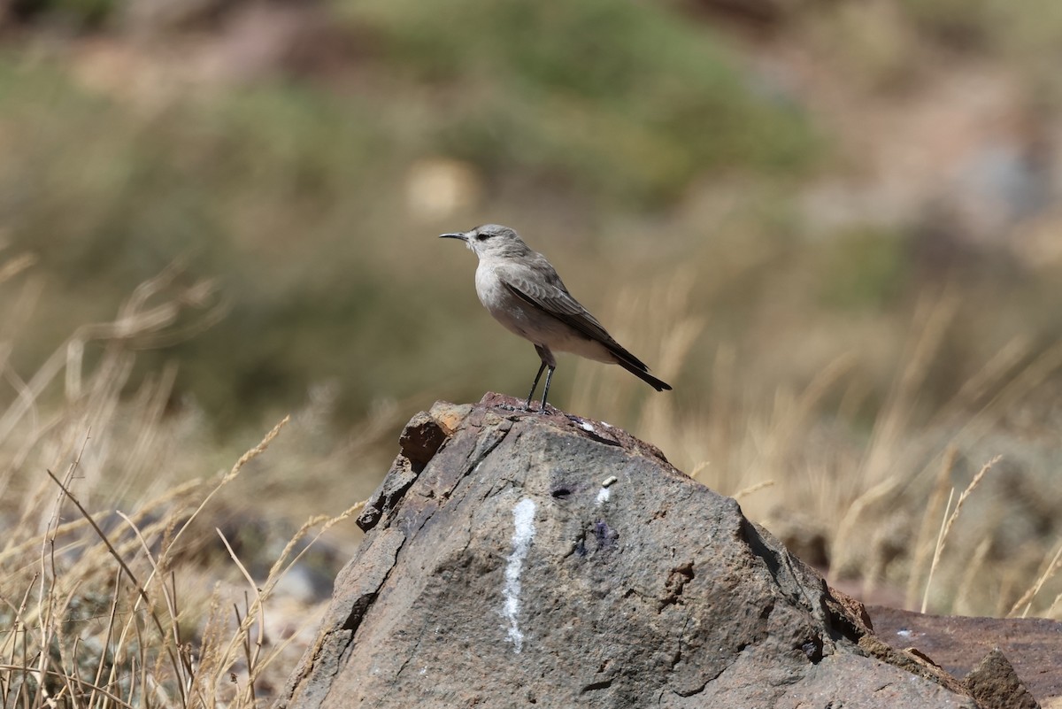 Black-fronted Ground-Tyrant - ML633422150