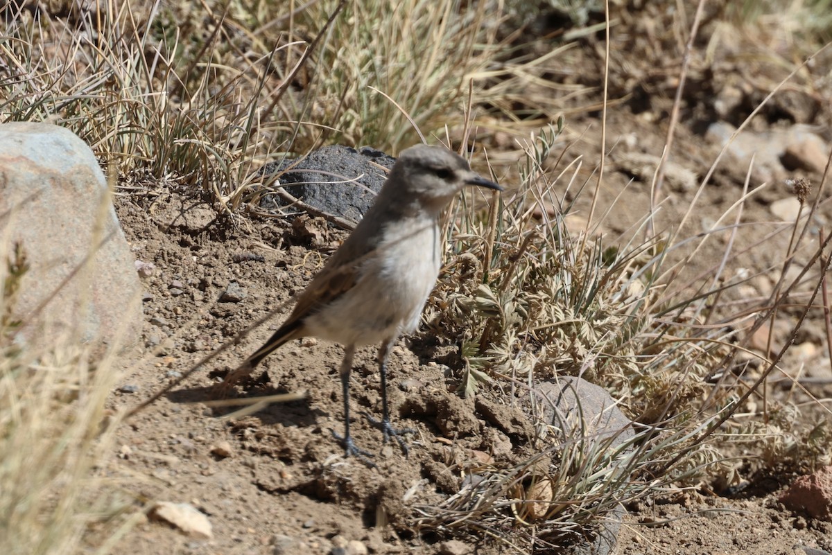 Black-fronted Ground-Tyrant - ML633422152