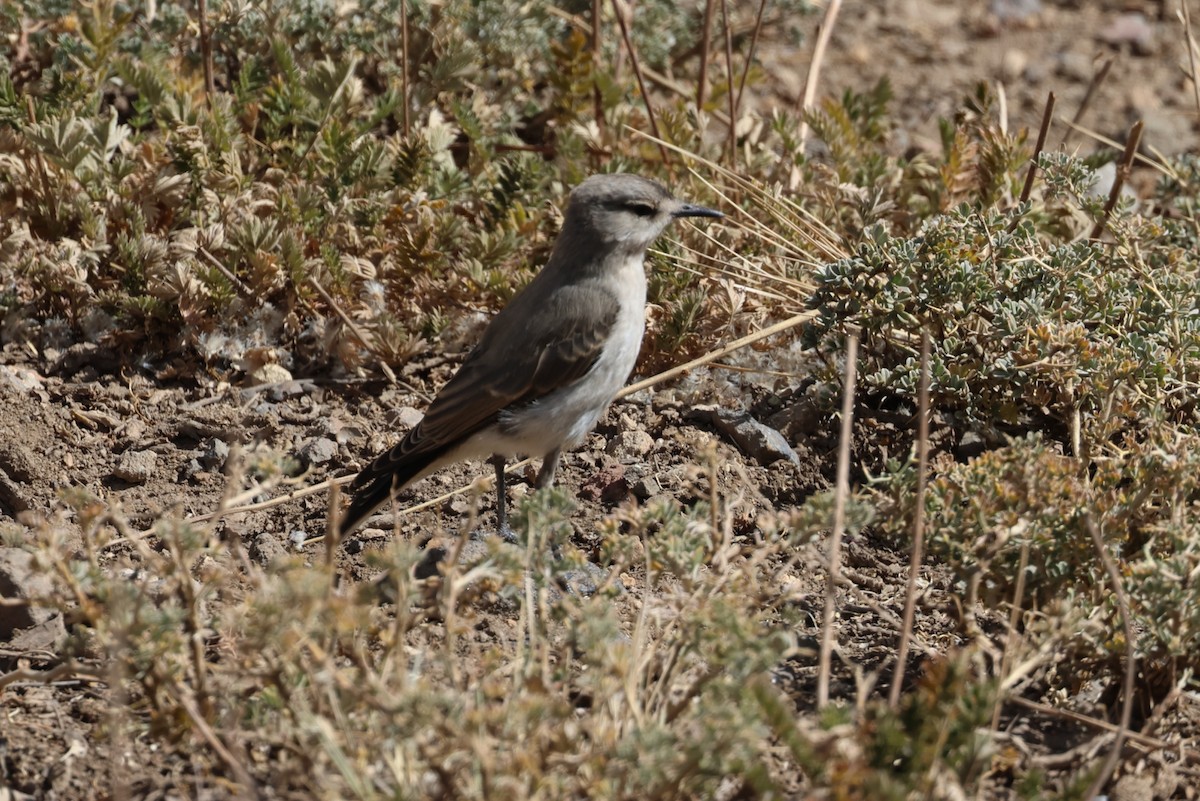Black-fronted Ground-Tyrant - ML633422153