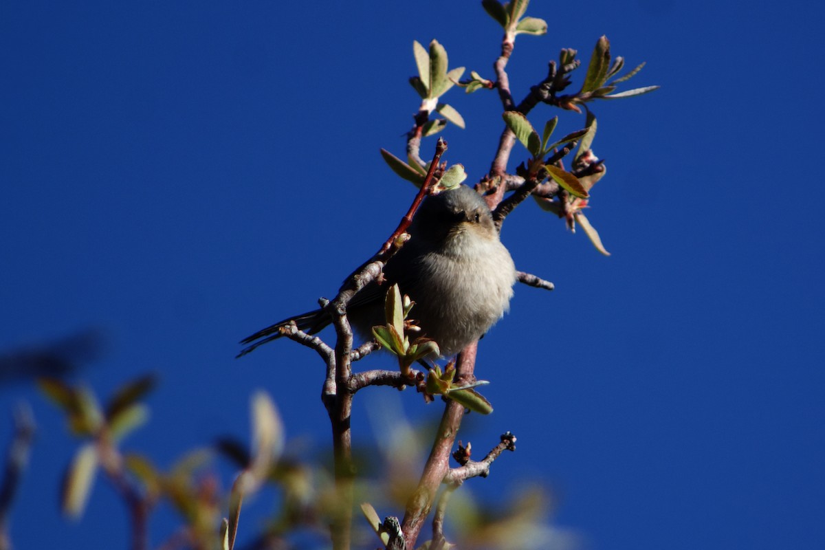 Bushtit - ML633422283