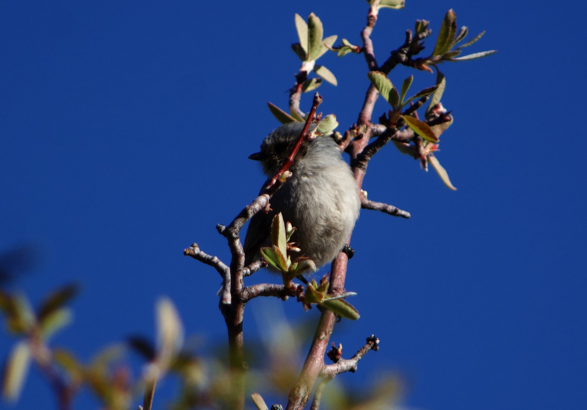 Bushtit - ML633422284