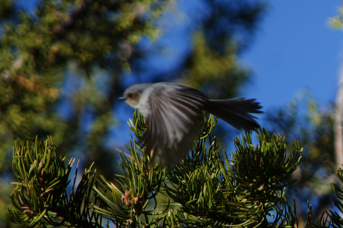 Bushtit - ML633422285