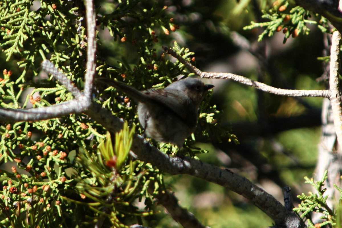 Bushtit - ML633422286