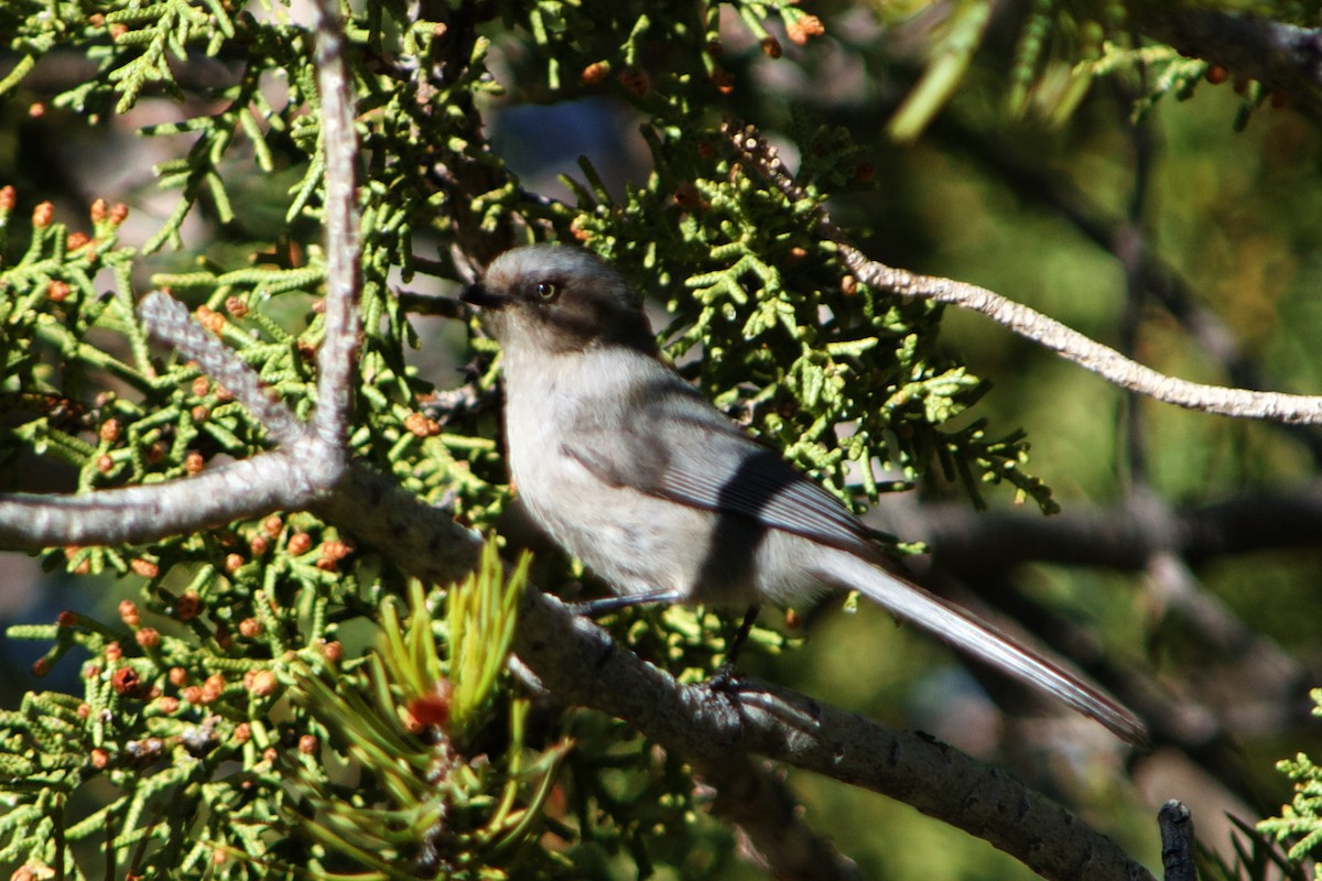 Bushtit - ML633422288