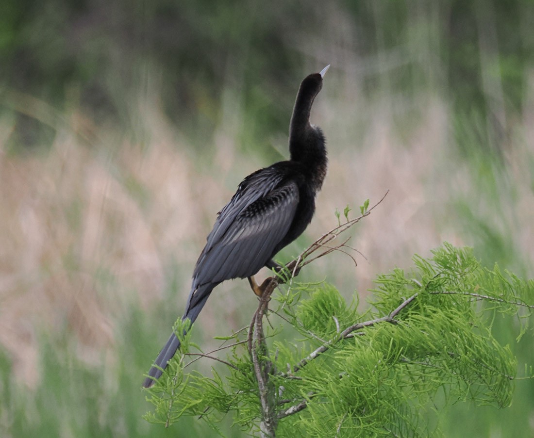 Anhinga Americana - ML633422431
