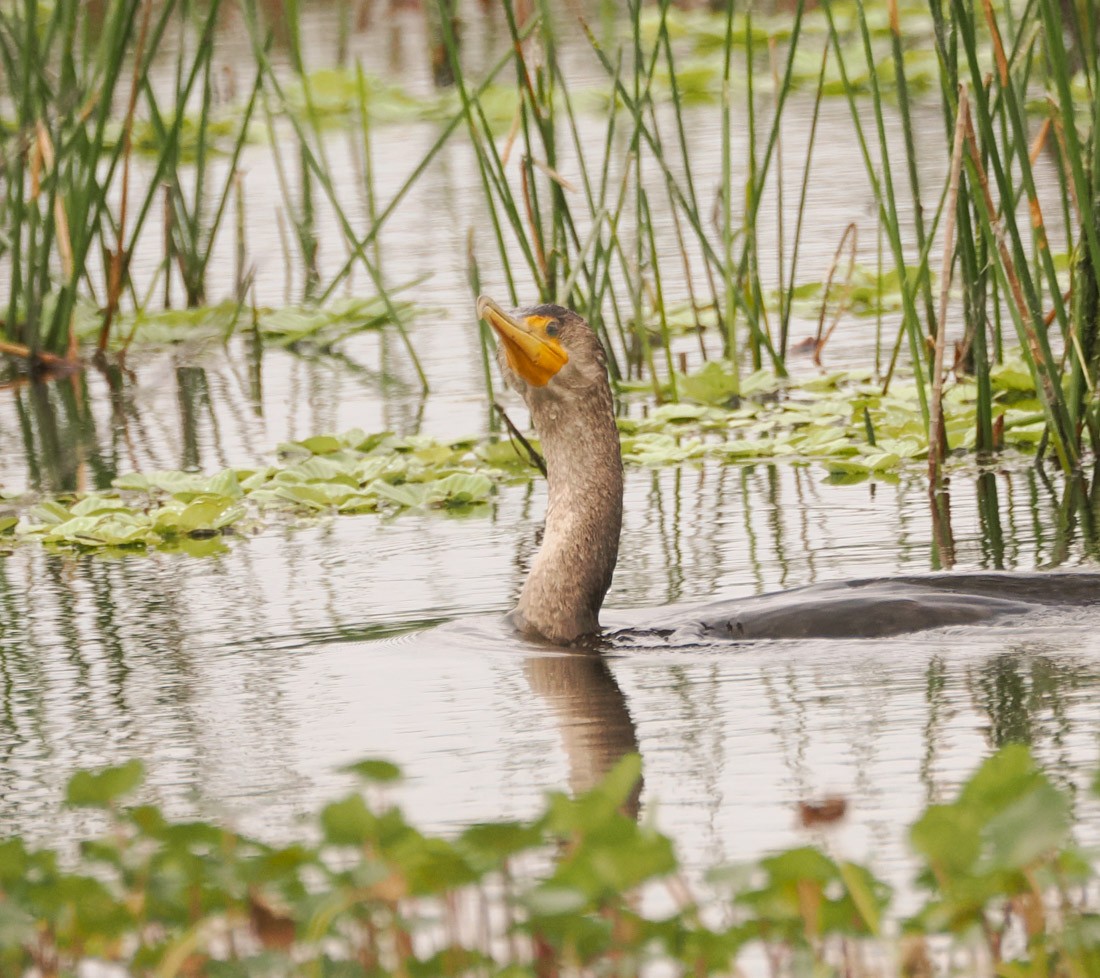Cormorán Orejudo - ML633422452
