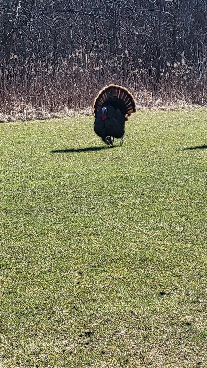 Wild Turkey - ML633422530