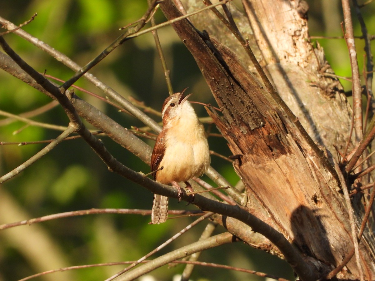 Carolina Wren - ML633422550
