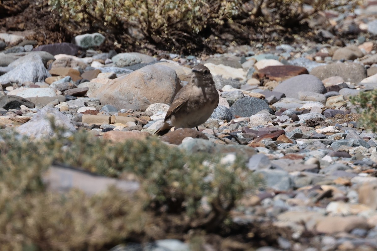 Creamy-rumped Miner - ML633422555