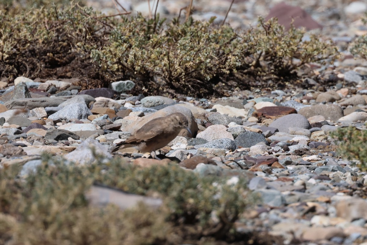 Creamy-rumped Miner - ML633422556
