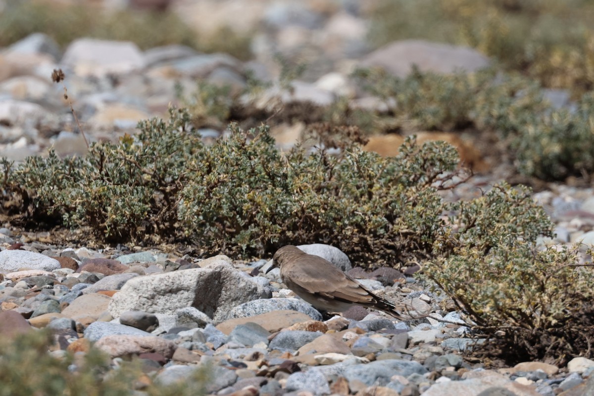 Creamy-rumped Miner - ML633422557