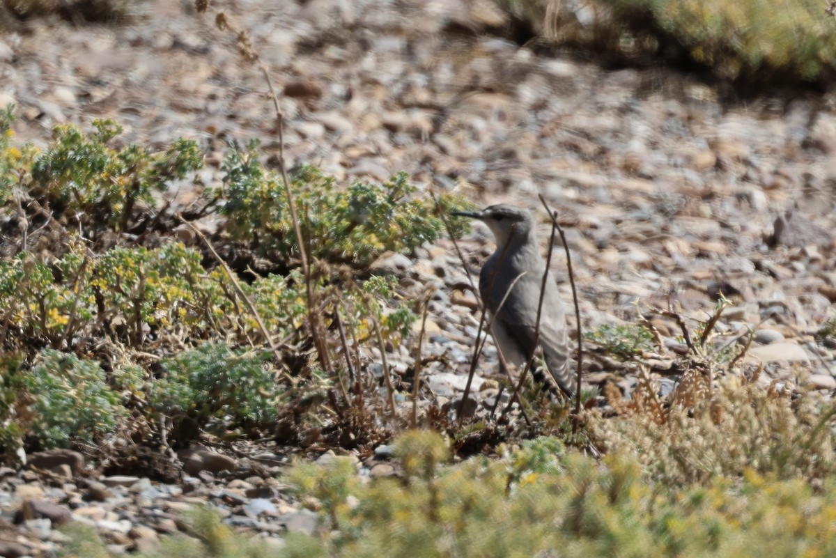 Black-fronted Ground-Tyrant - ML633422564